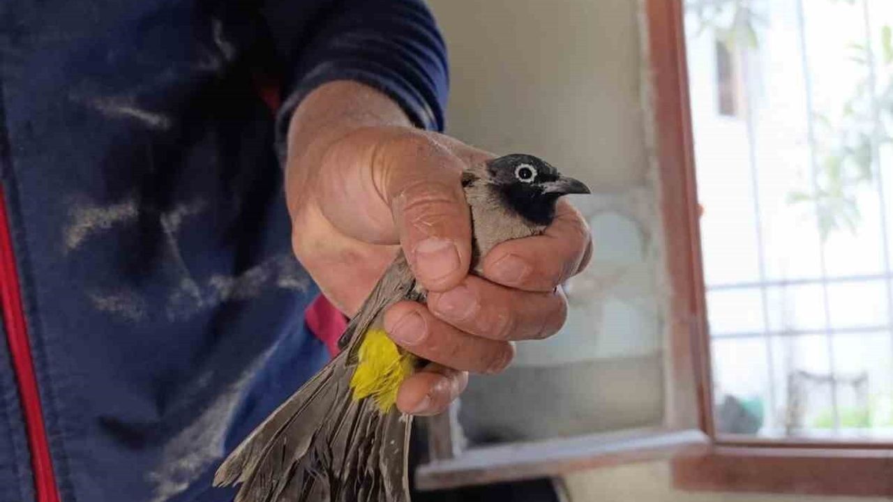 Arsuz’da iş yerinin bacasına sıkışan kuş itfaiye tarafından kurtarıldı