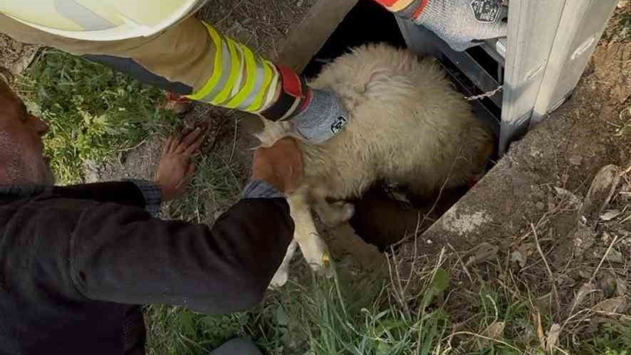 Arsuz'da kuyuya düşen koyun itfaiye tarafından kurtarıldı