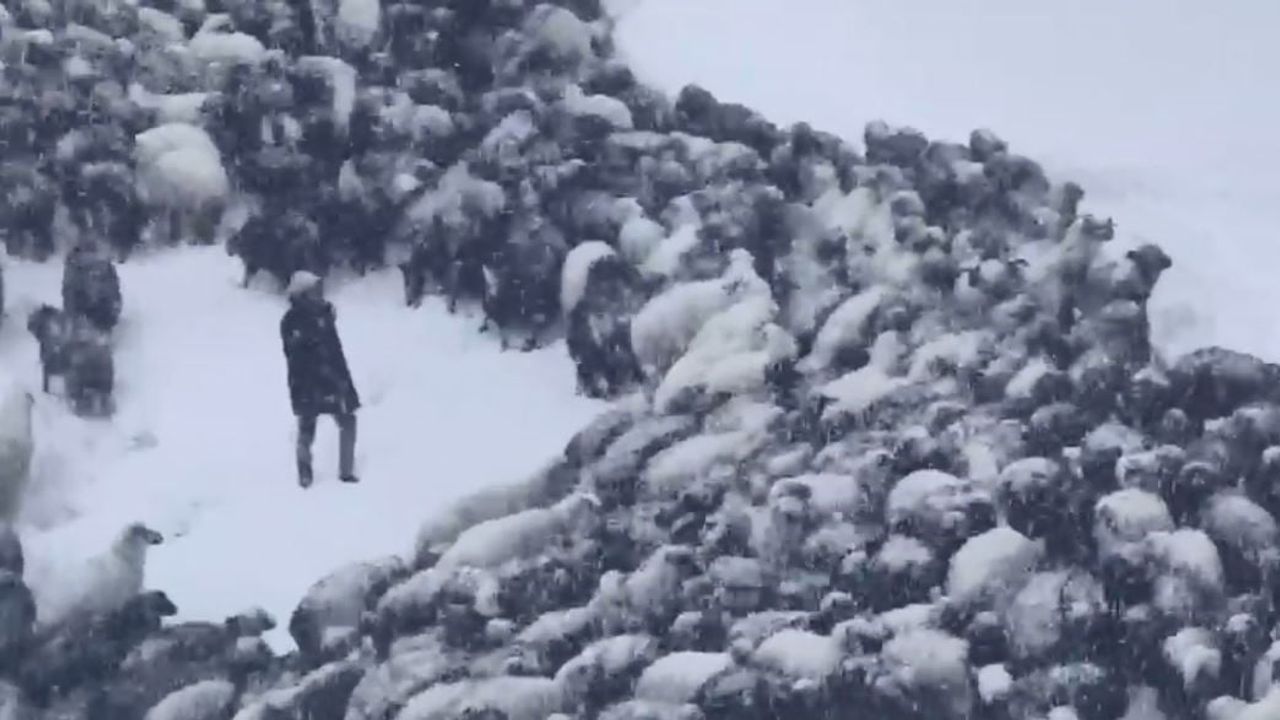 Artvin'de çığ: Ardanuç'ta 3 çobandan biri cansız bulundu