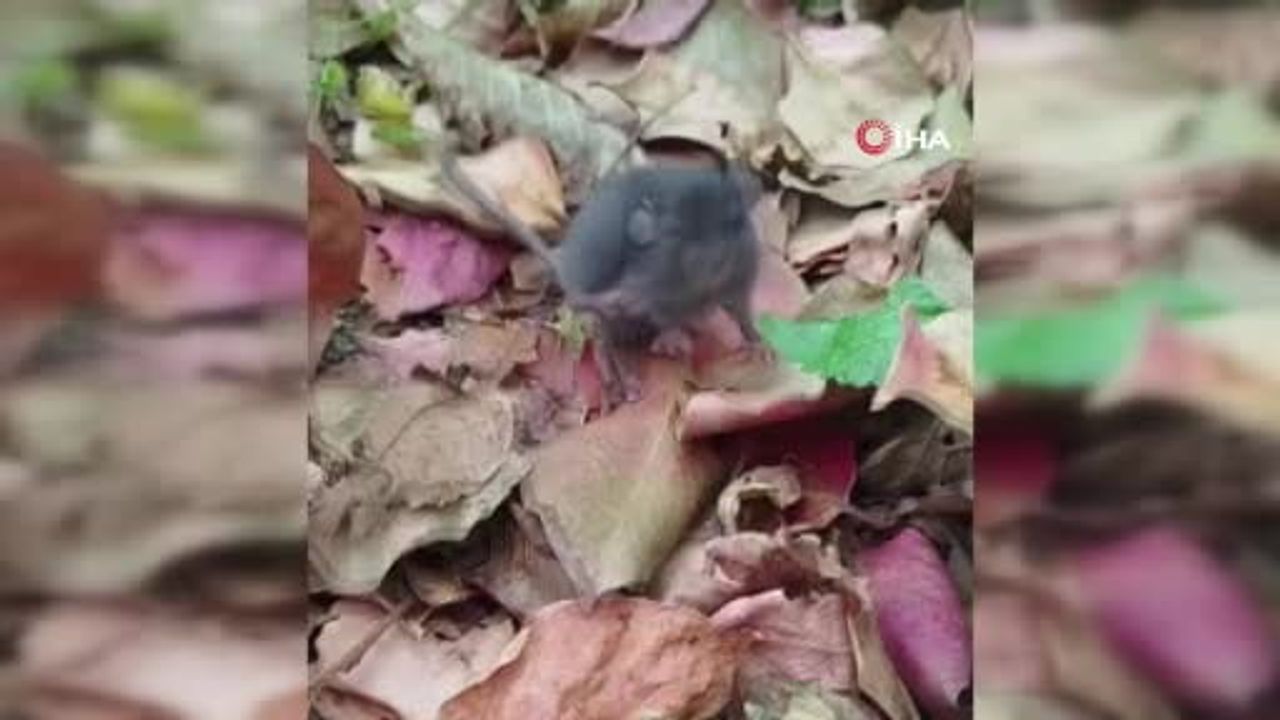 Artvin'de Hülya Dokur'ün fareyle diyaloğu sosyal medyada ilgi çekti