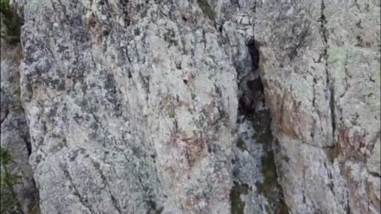 Artvin'de yaban hayvanları için envanter çalışması tamamlandı