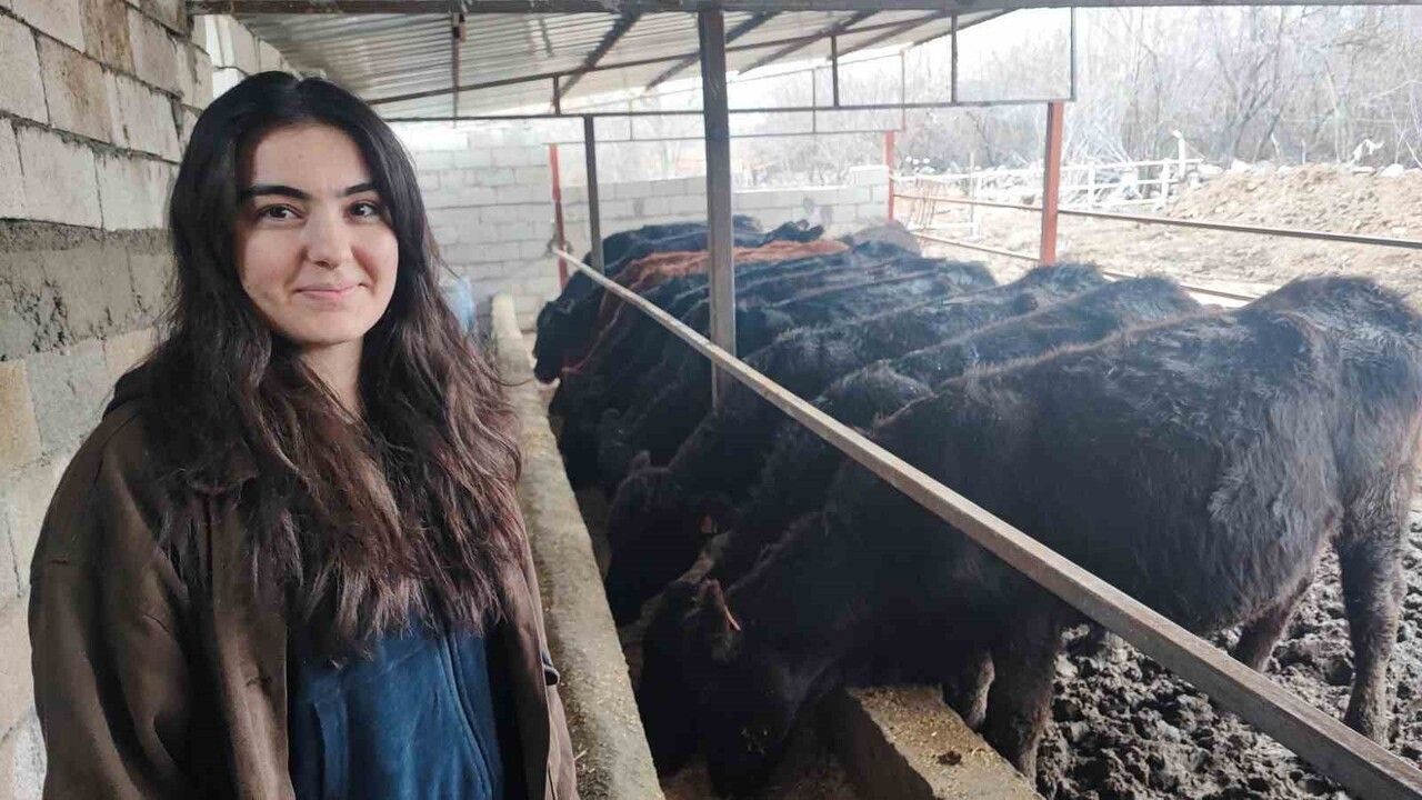 Atama Beklerken 15 gebe düveyle hayvancılığa başladı