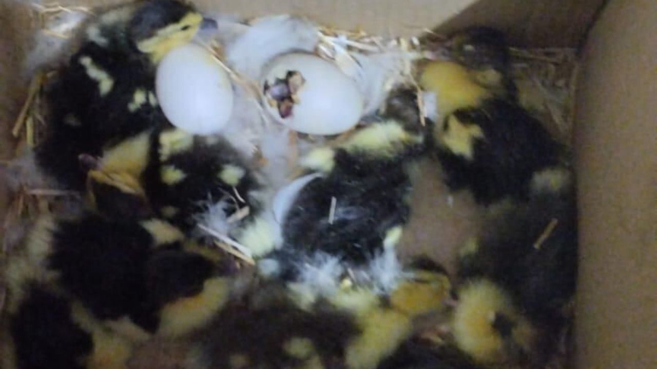 Avcılar'da başıboş köpeklerin saldırısı: 10 koyun telef oldu