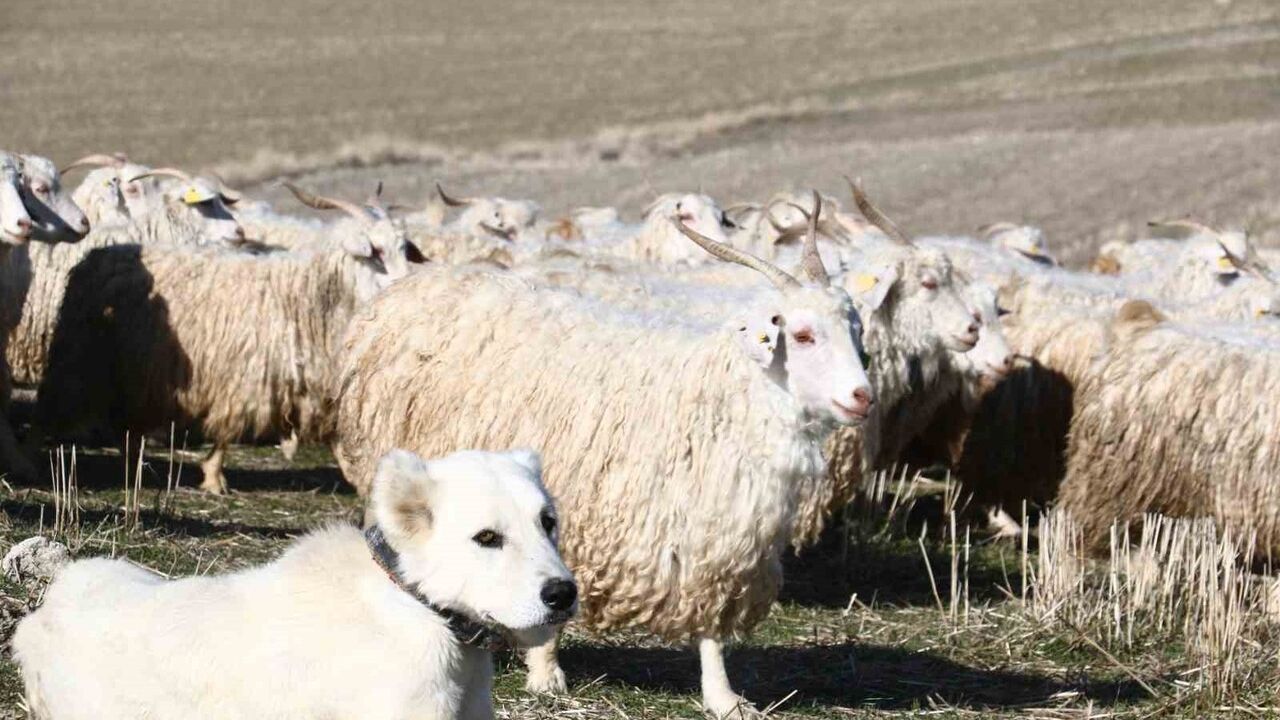 Ayaş’ta 3 bin tiftik keçisiyle Ankara tiftiği yeniden dünya hedefinde