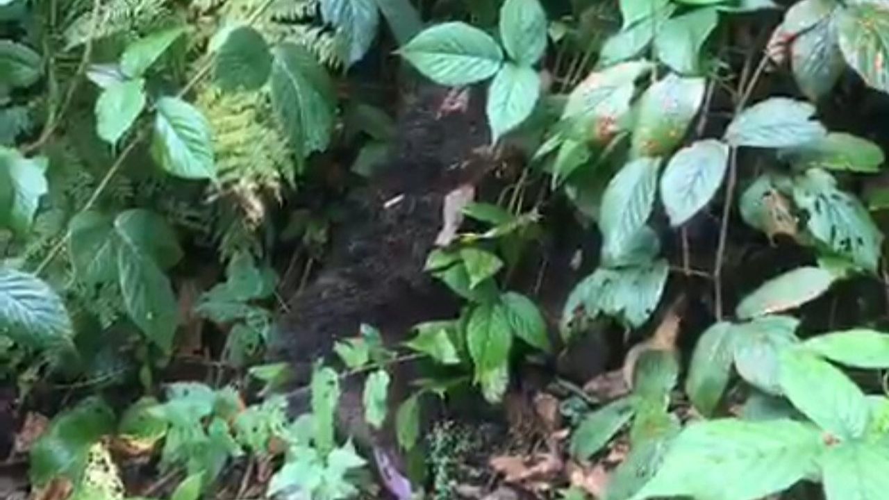 Ayder Yaylası'nda ağaçta mahsur kalan yavru ayı Kaçkar İtfaiyesi tarafından kurtarıldı