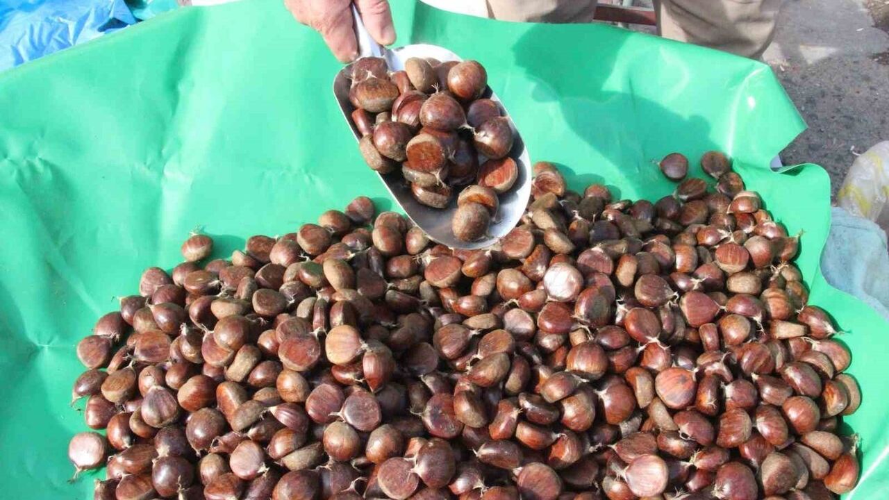 Aydın’da Kestane Hasadı: Üreticiden Pazara Doğrudan Satış