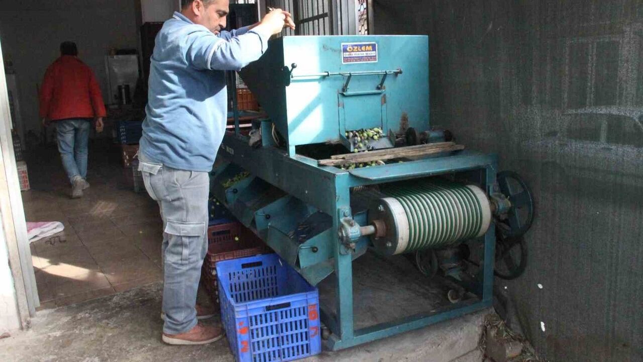 Aydın'da zeytin hasadı: boy ve kalite fiyatı belirliyor