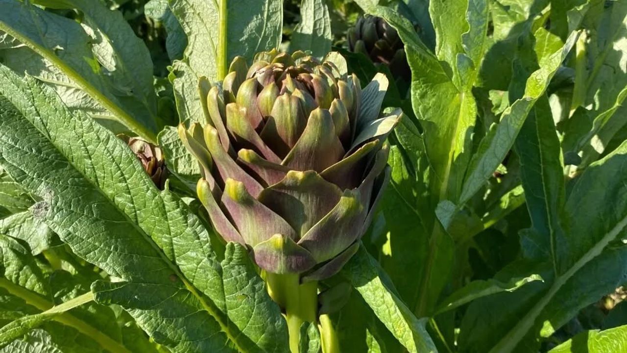 Aydın Enginarı’nda sezon açıldı — yılın ilk hasadı Efeler’de yapıldı