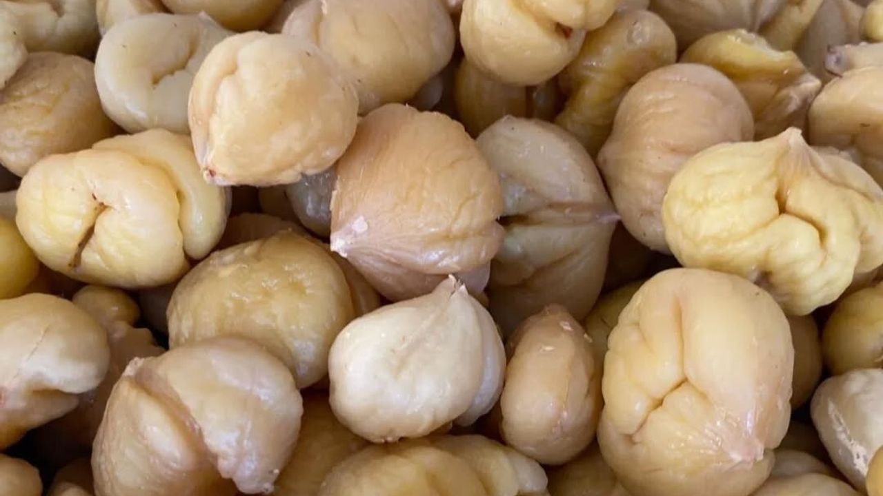 Aydın Kestanesi İhracata Hazırlanıyor: Hasat Sonrası İşleme ve Denetimler