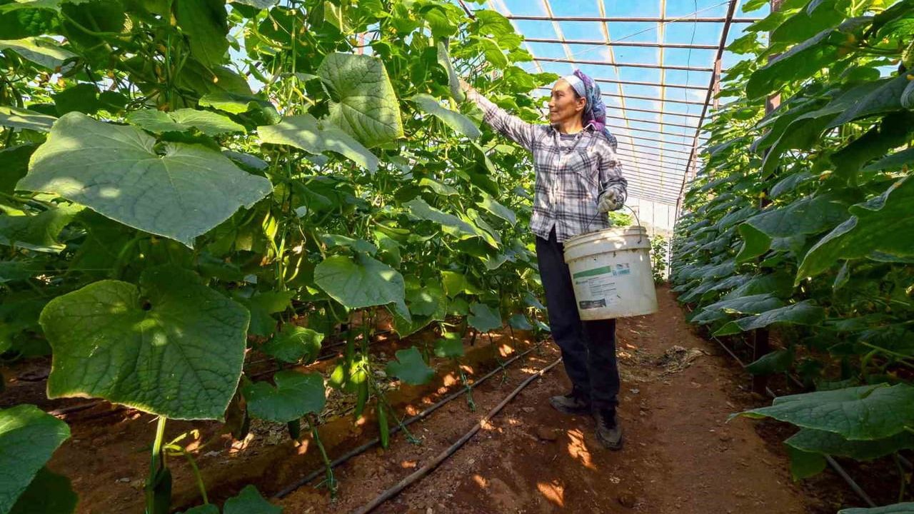 Aydıncık’ta seralarda hasat başladı: Mersin Büyükşehir’in yüzde 70 hibeli hıyar fideleri