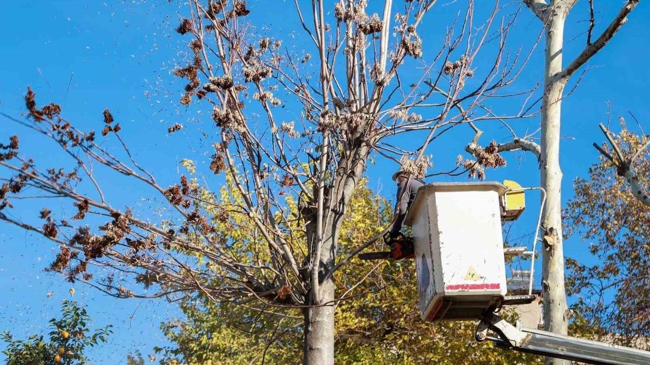 Aydınoğulları mirası: Alihan Oğlu İsmail Türbesi temizlendi ve düzenlendi