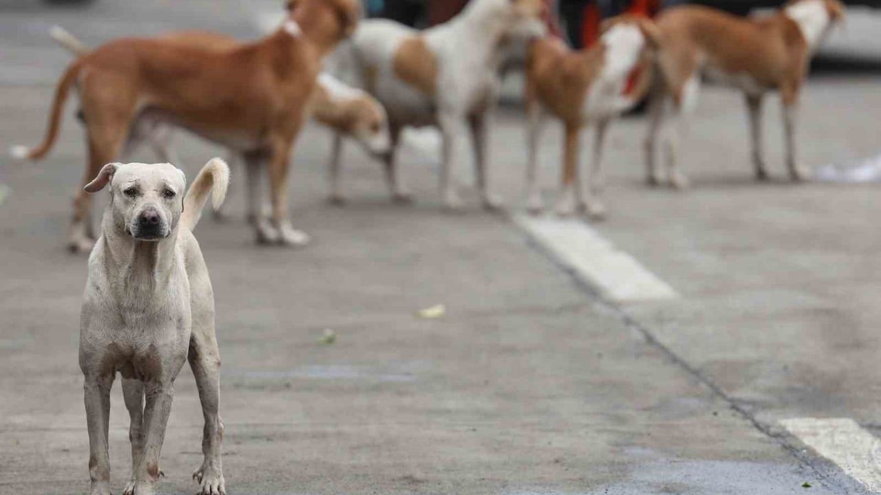 Bağdat’ta 2025’te 19 binden fazla başıboş köpek itlaf edildi, bir kurye kuduzdan hayatını kaybetti