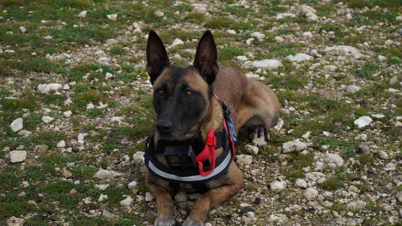 Balıkesir İtfaiyesi barınaktan gelen K9 İda ile güçlendi