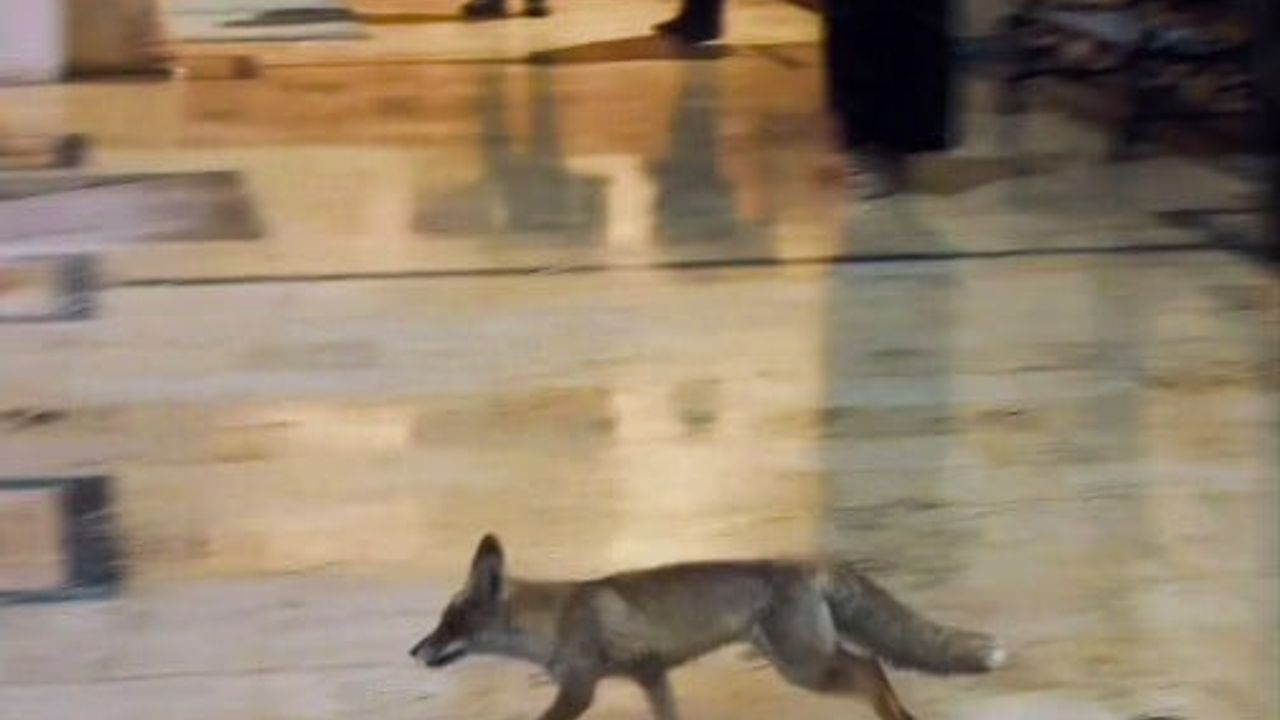 Balıklıgöl’de aç kalan tilkinin sürpriz ziyareti