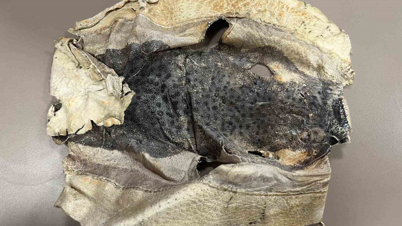 Balon balığı projesinin izinsiz kullanımı mahkemeye taşındı