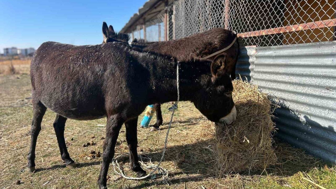 Başıboş At ve Eşekler Trafikte ve Yaban Hayatında Tehlike Oluşturuyor