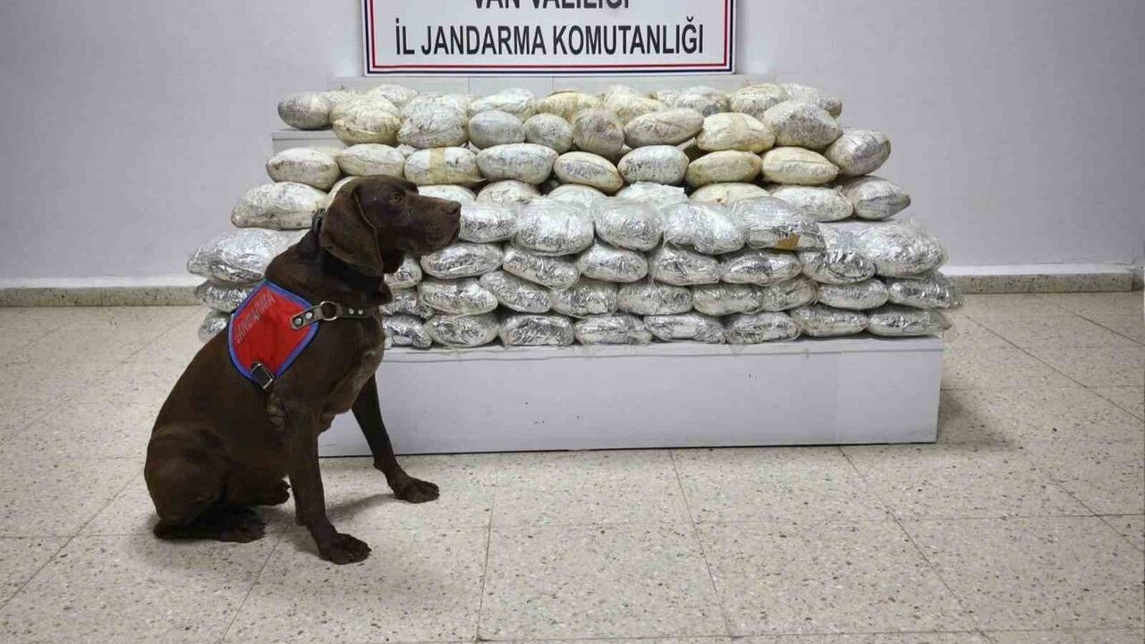 Başkale'de 60 kilogram skunk ele geçirildi
