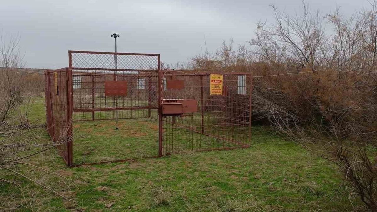 Batman'da Elektronik Kafesle Yaban Domuzu Mücadelesi Başladı