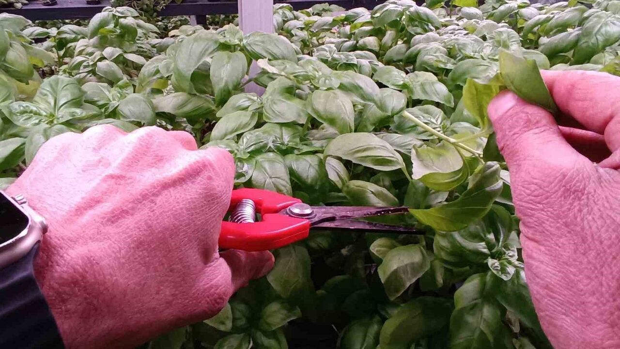 Batman OSB'de 30 milyon TL'lik üç katlı hidroponik dikey sera