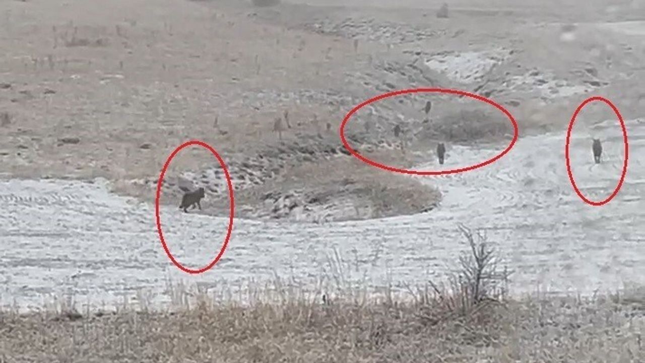 Bayburt köylerinde kurt sürüleri yerleşim çevresinde görüldü