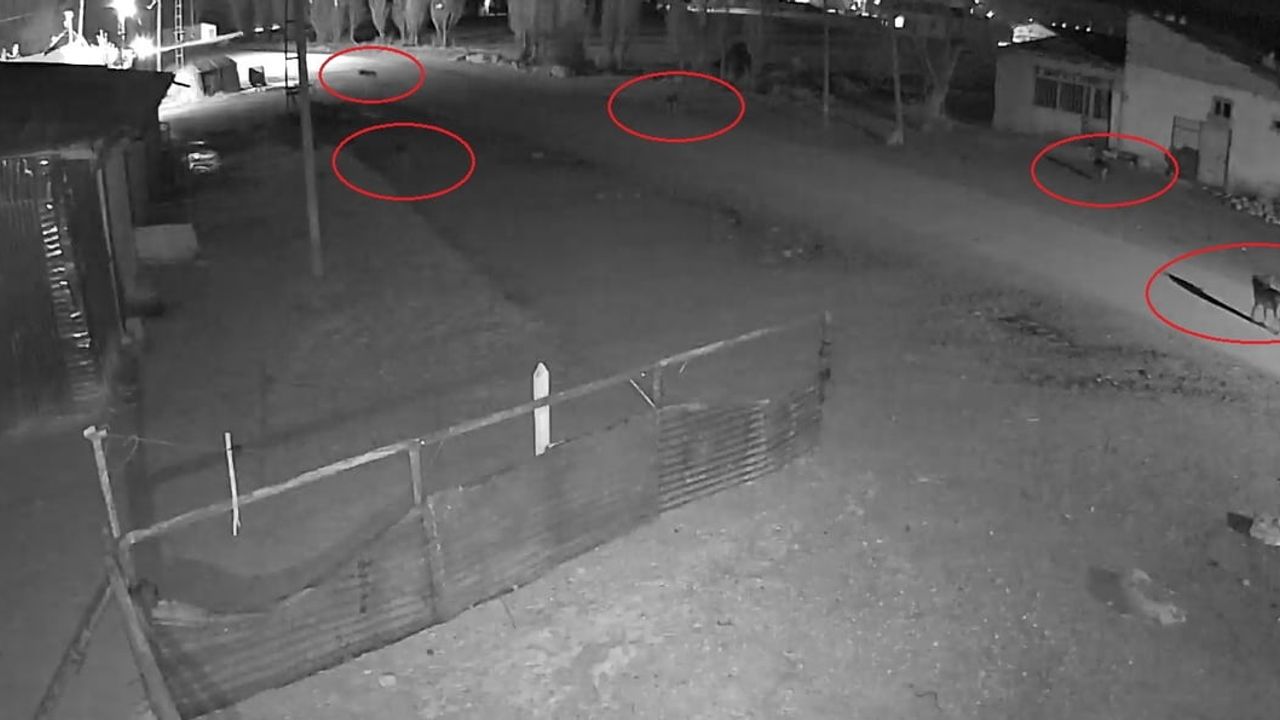Bayburt Oruçbeyli'de 5 kurdun köpeği tuzağa çekme anları kamerada