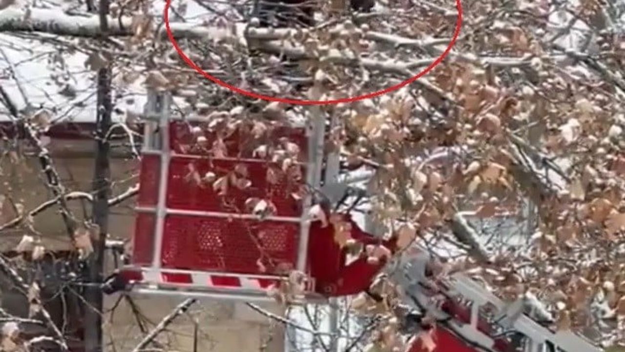 Bayburt’ta ağaç dallarına takılan karga itfaiye tarafından kurtarıldı