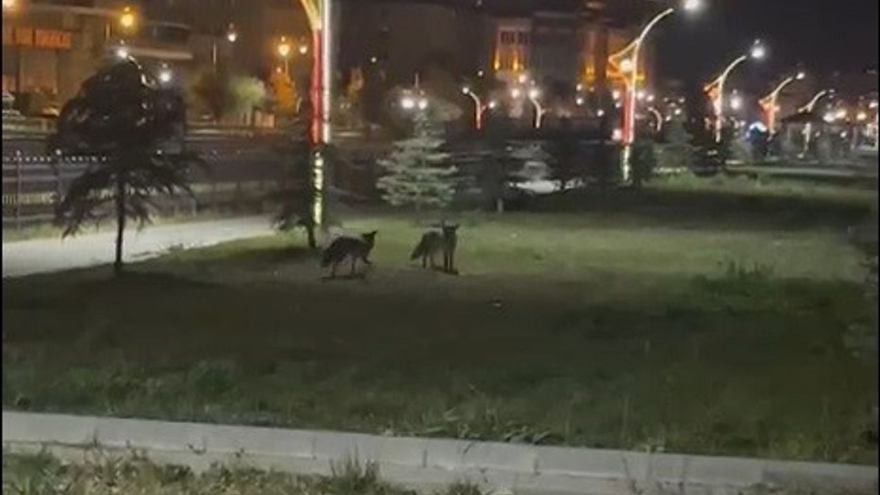 Bayburt’ta iki tilki gece oyunlarıyla görüntülendi