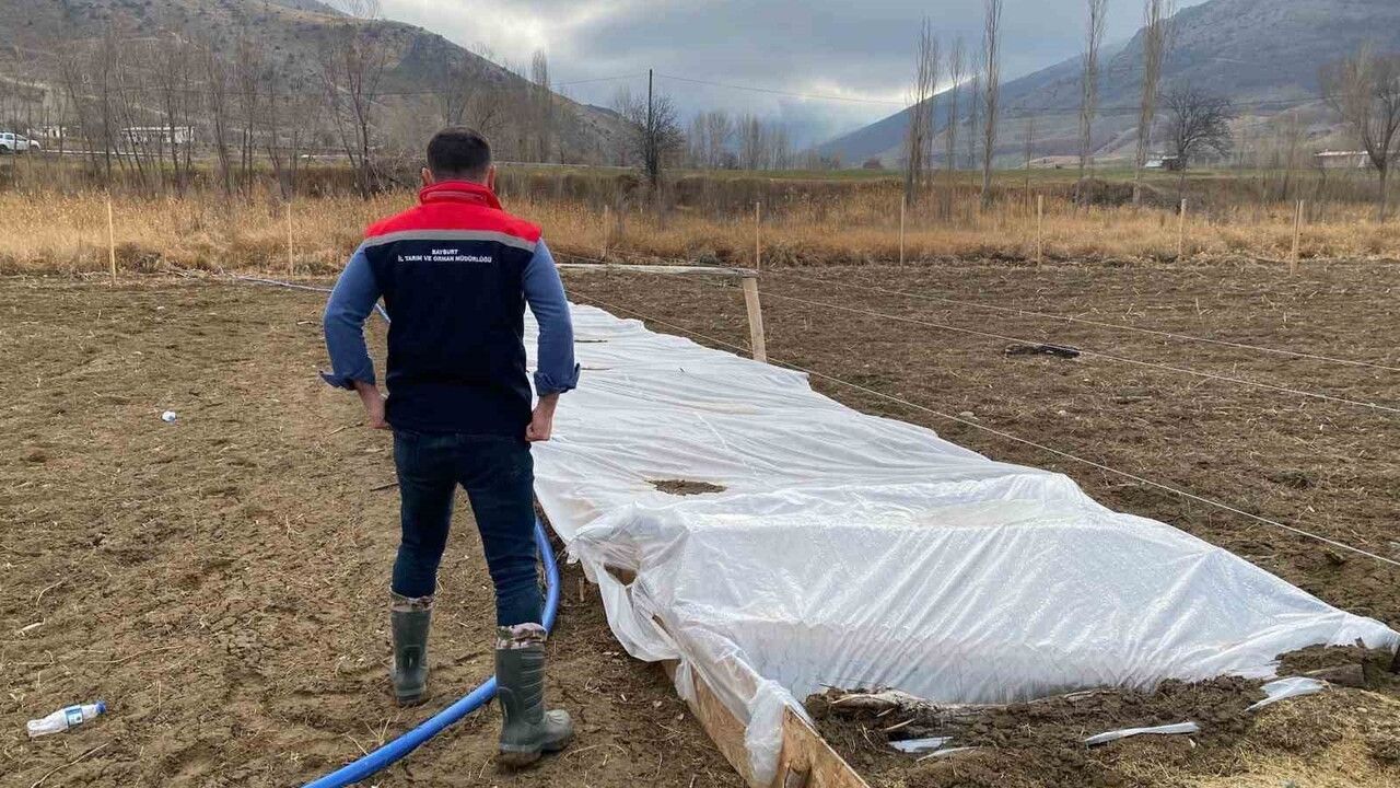 Bayburt’ta salep deneme ekimleri yerinde incelendi