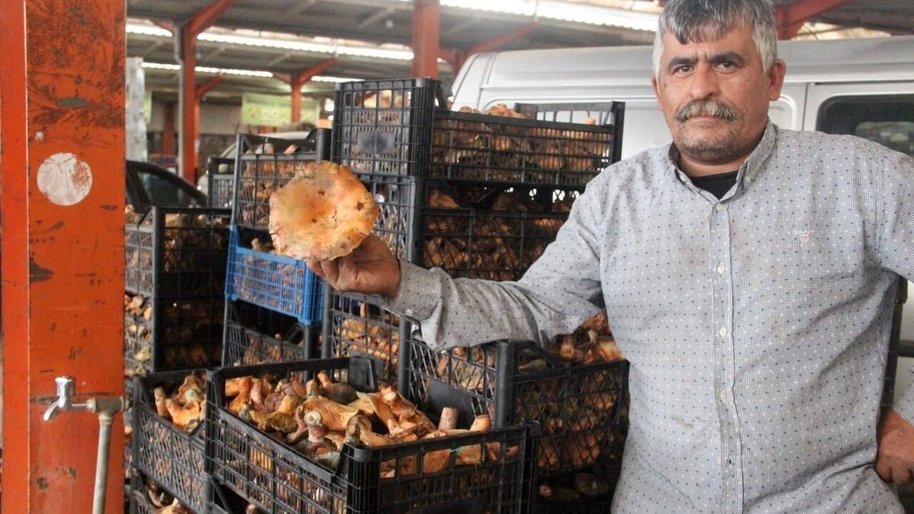 Bayramiç'te kanlıca mantarı köylüye kazanç kaynağı oldu