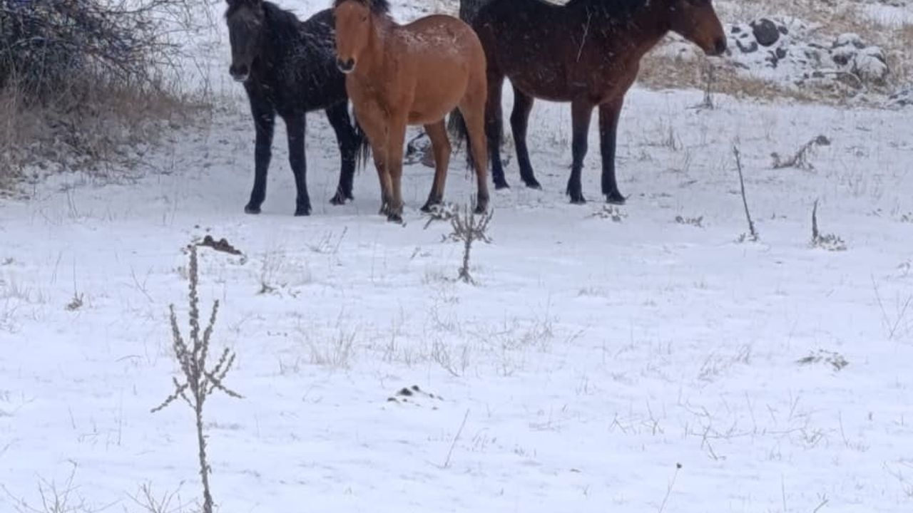 Beypazarı’nda kar altında yılkı atlarının kartpostallık görüntüleri