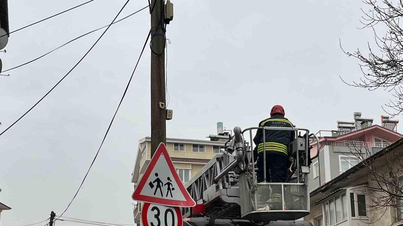 Beyşehir'de direk tepesinde mahsur kalan kedi itfaiye tarafından kurtarıldı