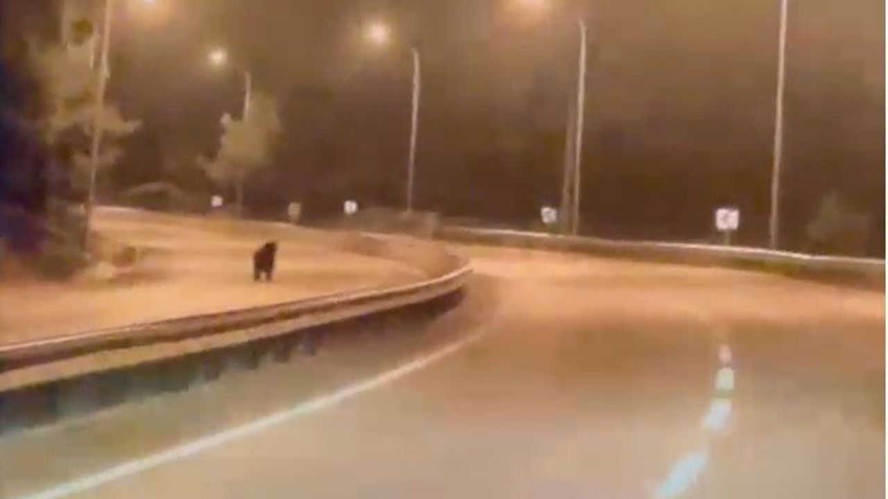 Bilecik'te ana yola inen ayı araç ve telefon kameralarına yansıdı