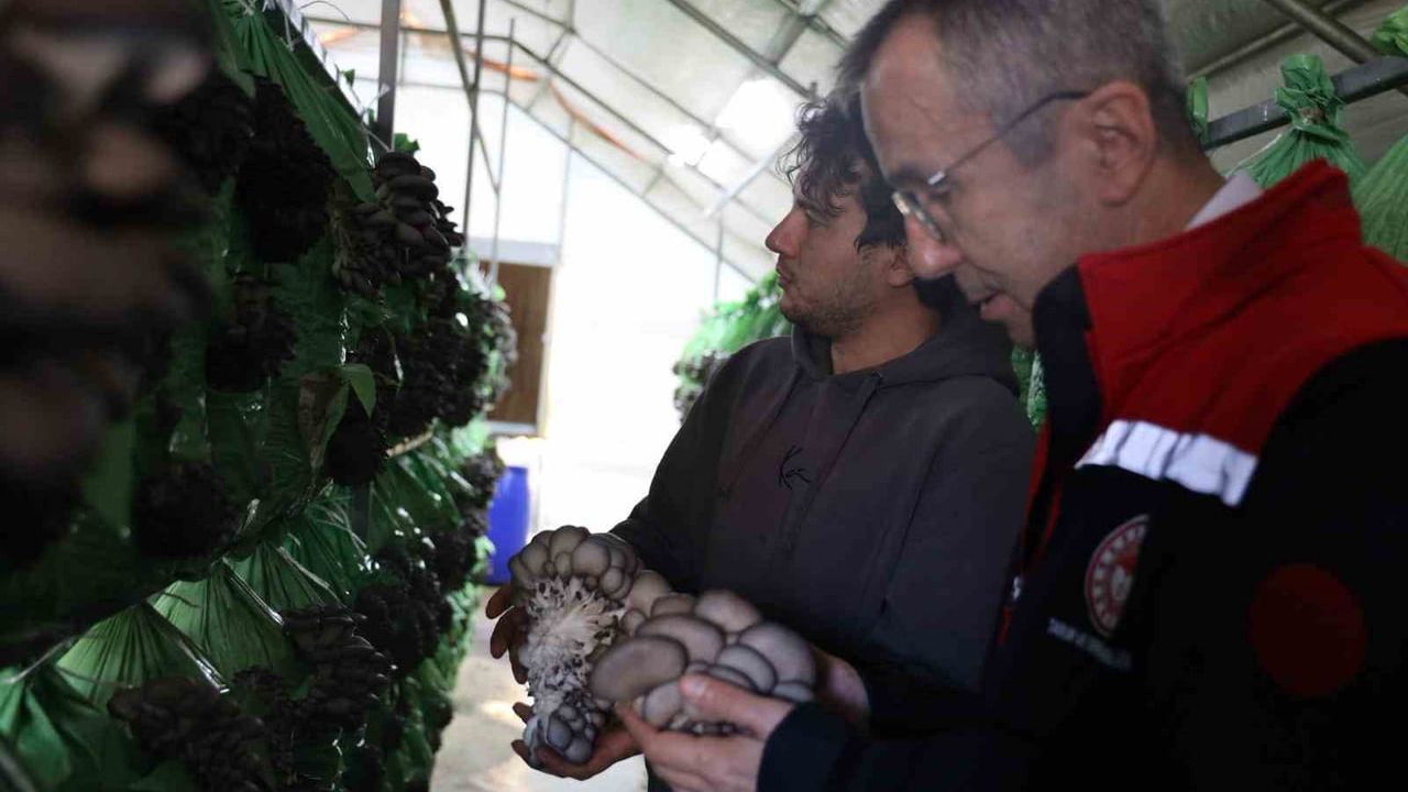 Bilecik’te yüzde 100 hibeli istiridye mantar serası üretime geçti