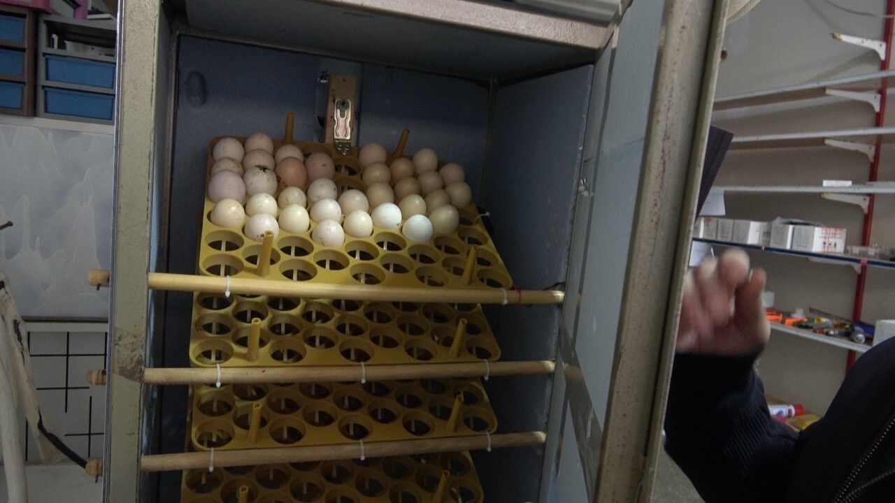 Bingöllü mühendis atık parçalarla kuluçka makinesi yaptı, kendi civcivlerini üretti