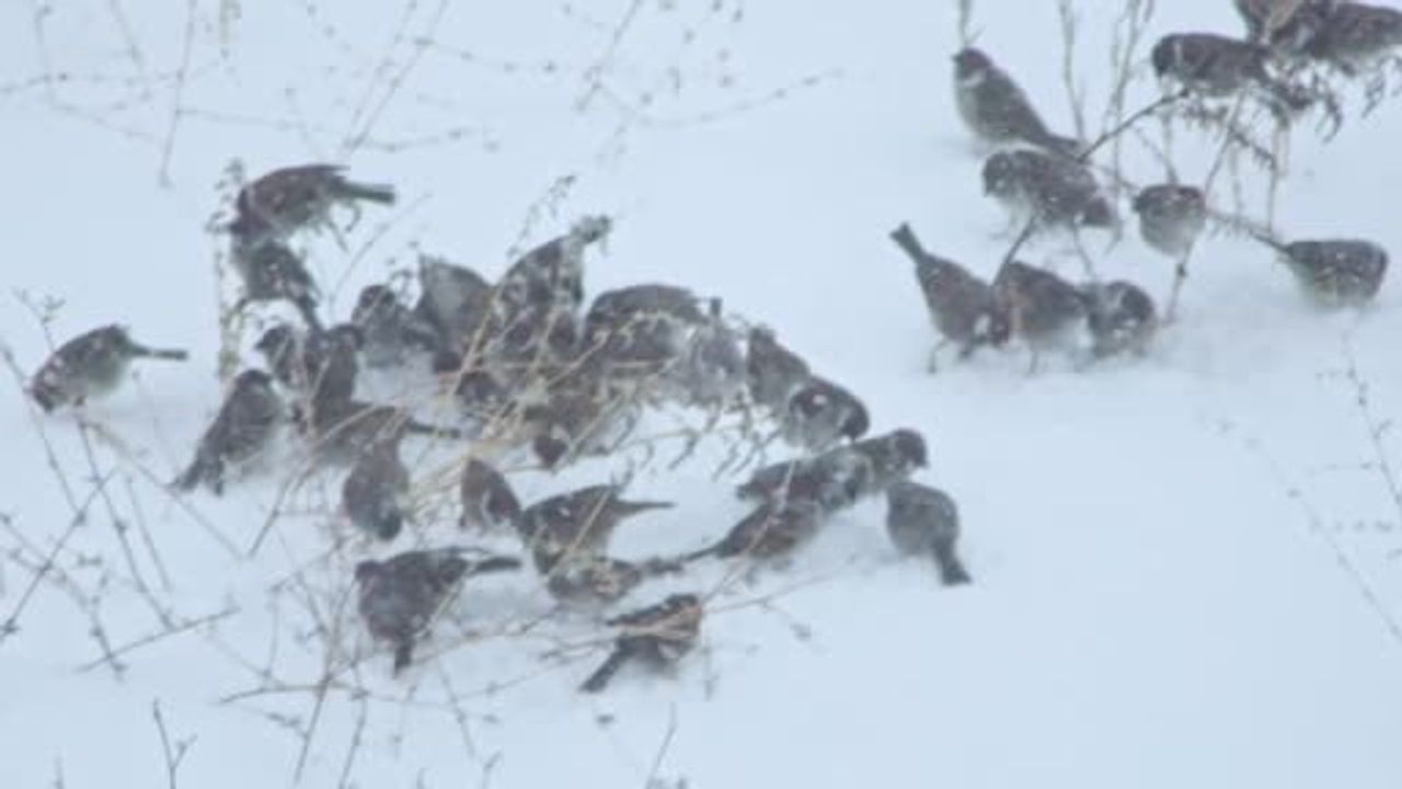 Bitlis'te Yoğun Kar Kuşları Yerleşim Alanlarına İndirdi
