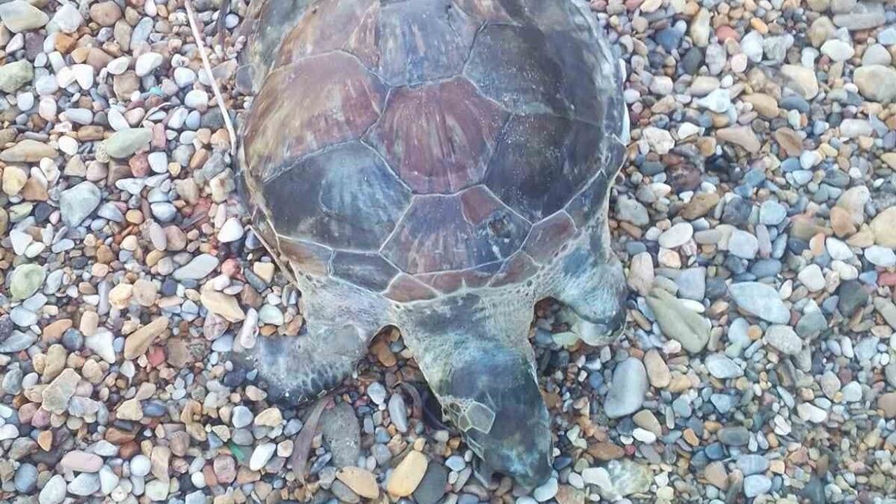 Bodrum’da yavru caretta caretta sahile vurdu