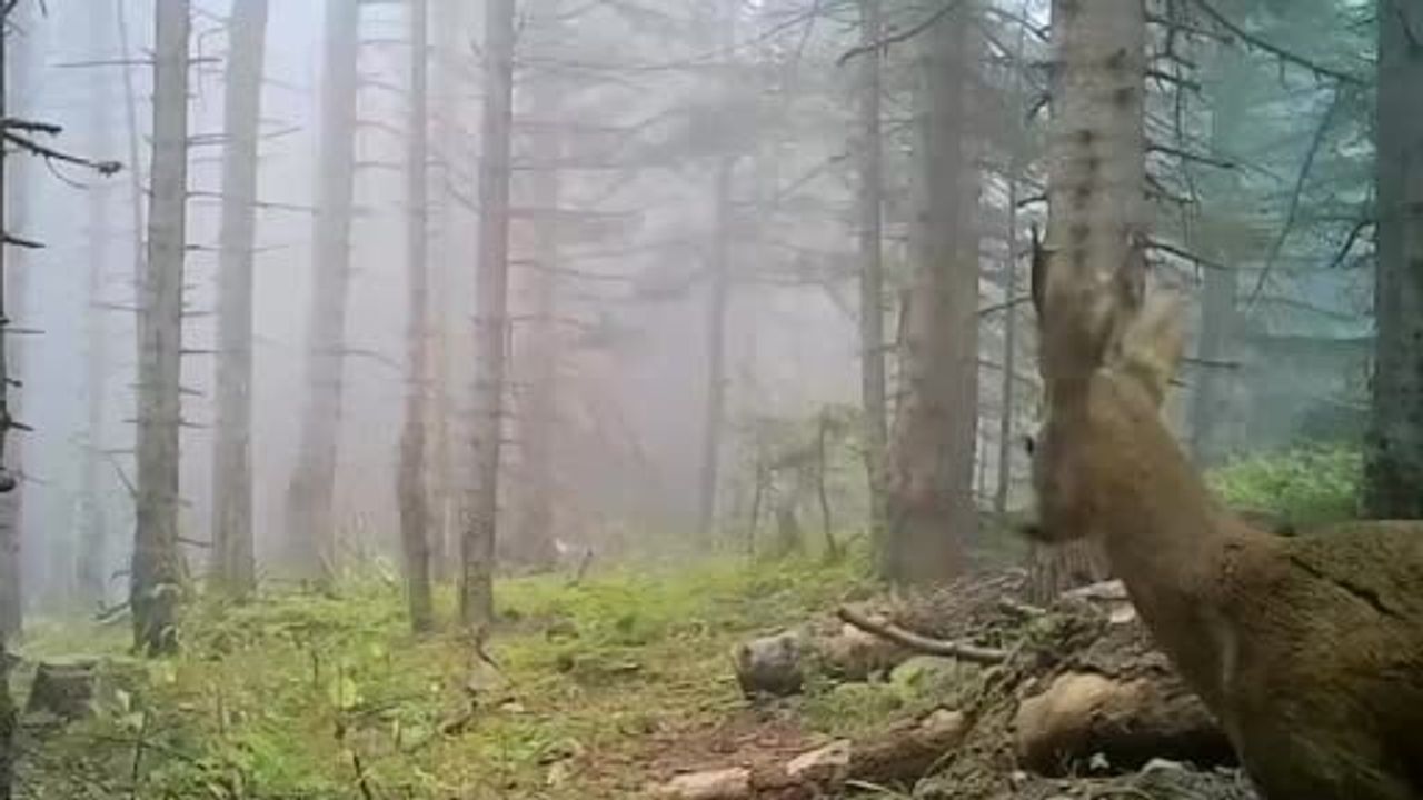 Bolu’da fotokapanlar yaban hayatının izini tuttu