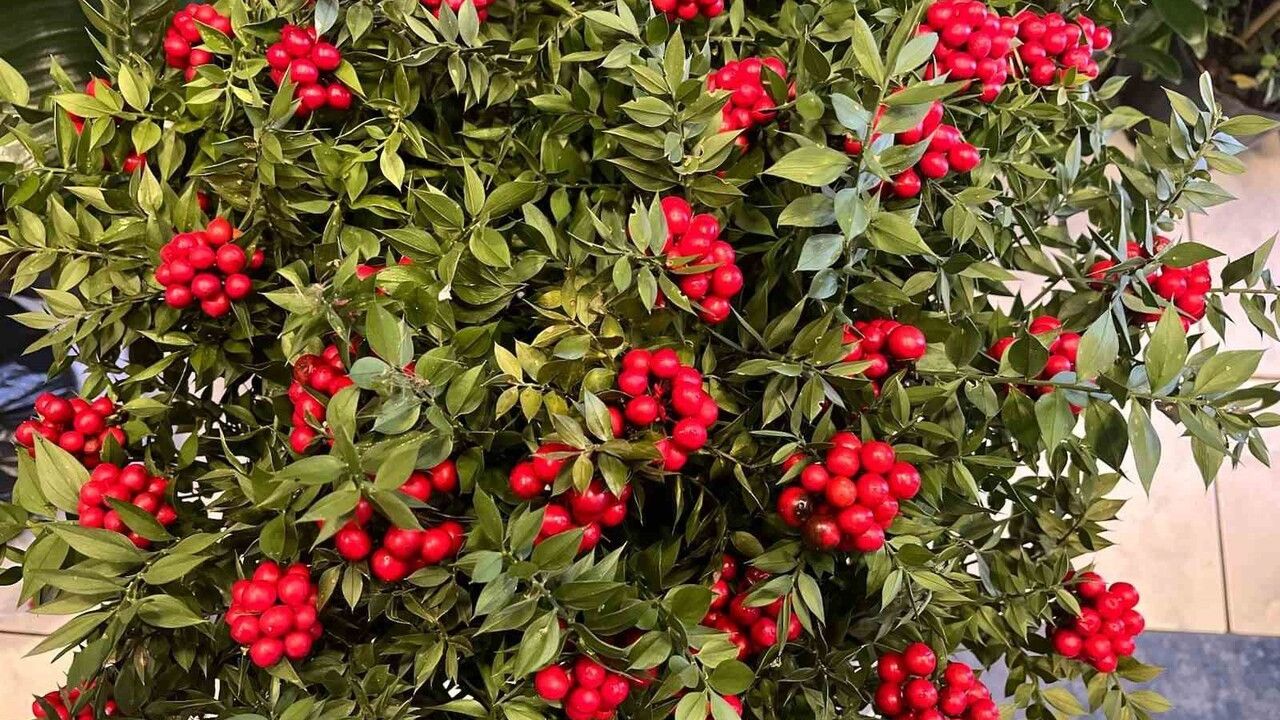 Bolu’da kokina aralıkta vitrinin gözdesi