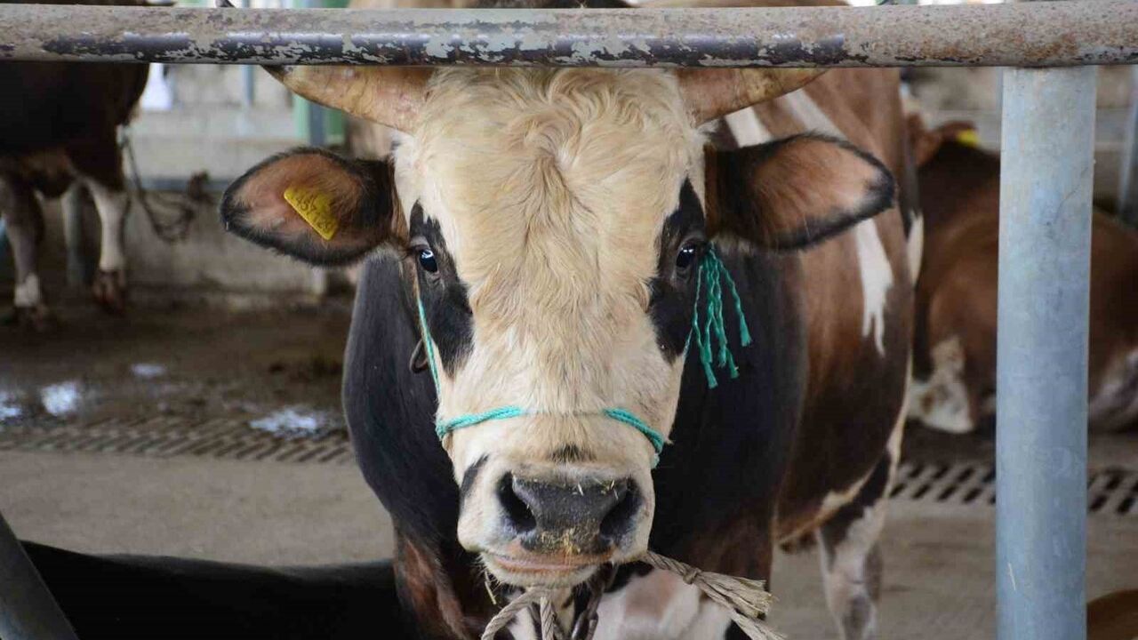 Bolu'da şap kısıtlamalarına son: Hayvan hareketleri normale döndü