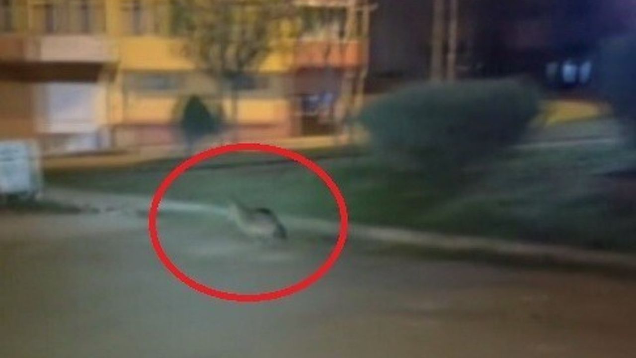 Boyabat’ta aç kalan çakal mahalle aralarında yiyecek aradı