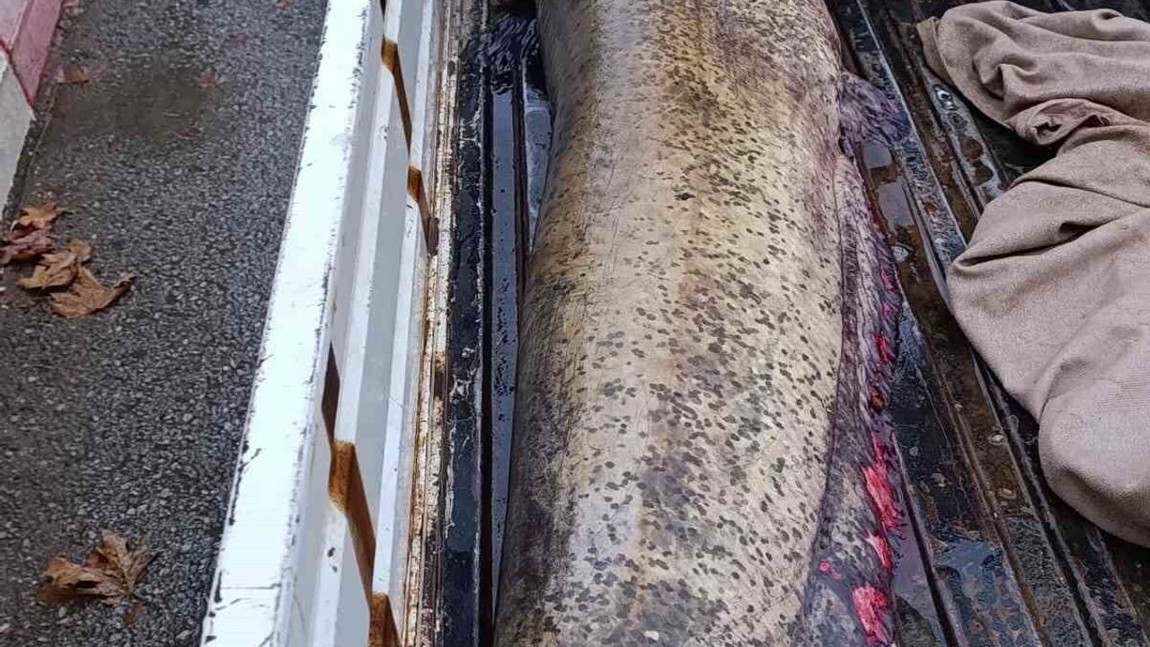 Boyalıca'da 65 kiloluk dev yayın balığı kıyıya çıkarıldı