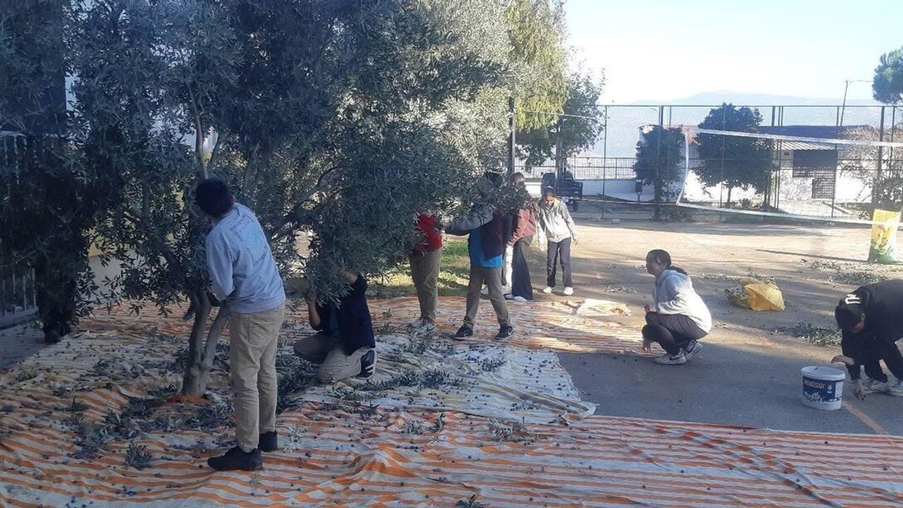 Bozdoğan'da Alamut Okulu Öğrencileri Zeytin Hasadı Yaptı