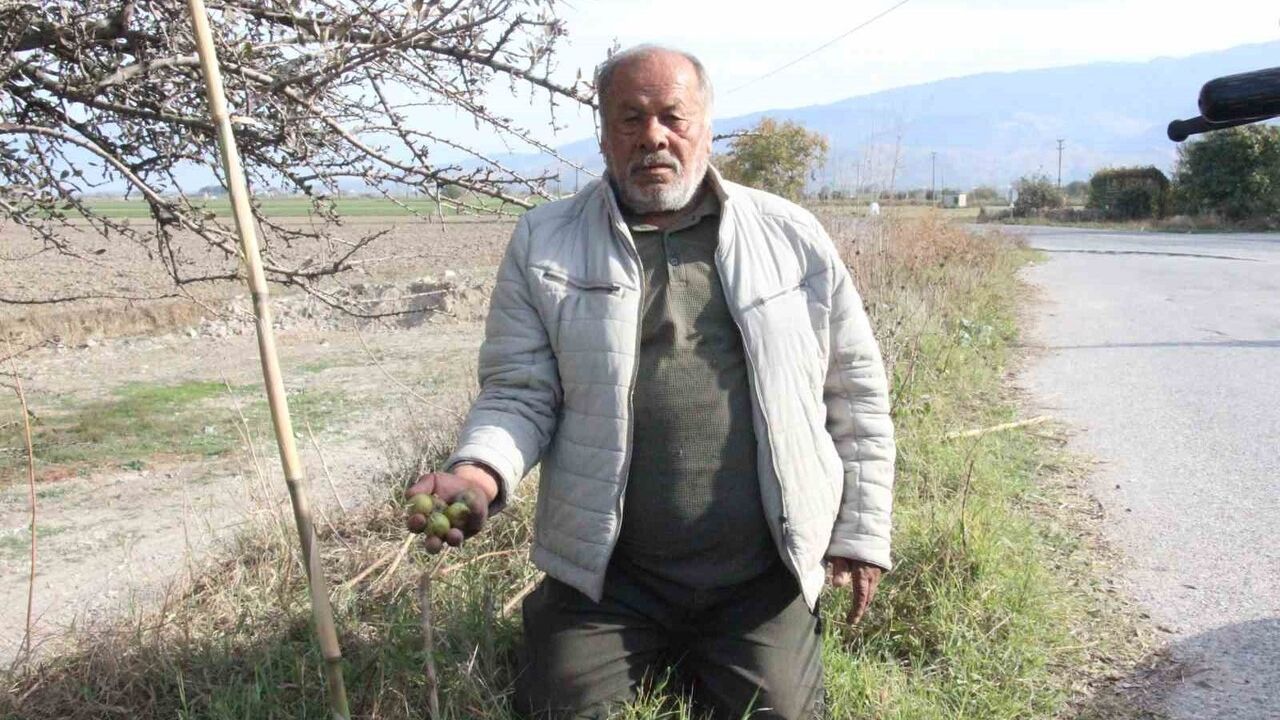 Bozdoğan'da alıç meyvesine artan ilgi: Nazmi Güner topluyor