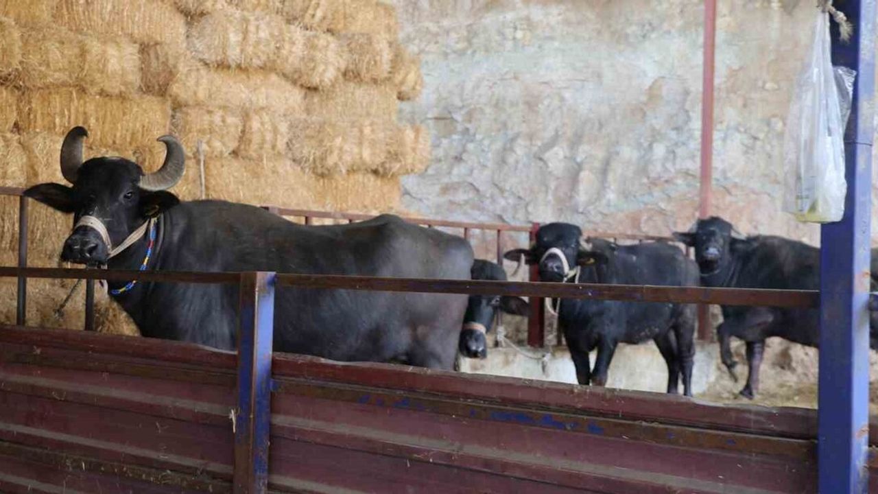 Bozdoğan'ın manda kaymağı: Altın değeri taşıyan lezzet