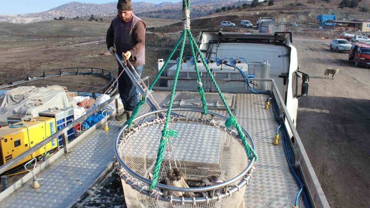 Bozkırda Yetişen Alabalıklar Çekerek'ten Dünyaya İhraç Ediliyor