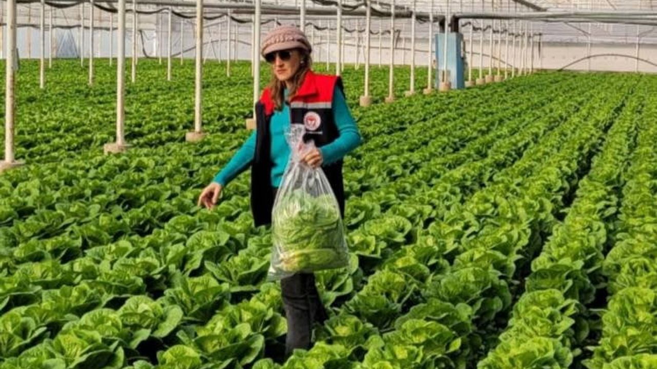 Buharkent’te 2025 Hasat Öncesi Pestisit Denetimi