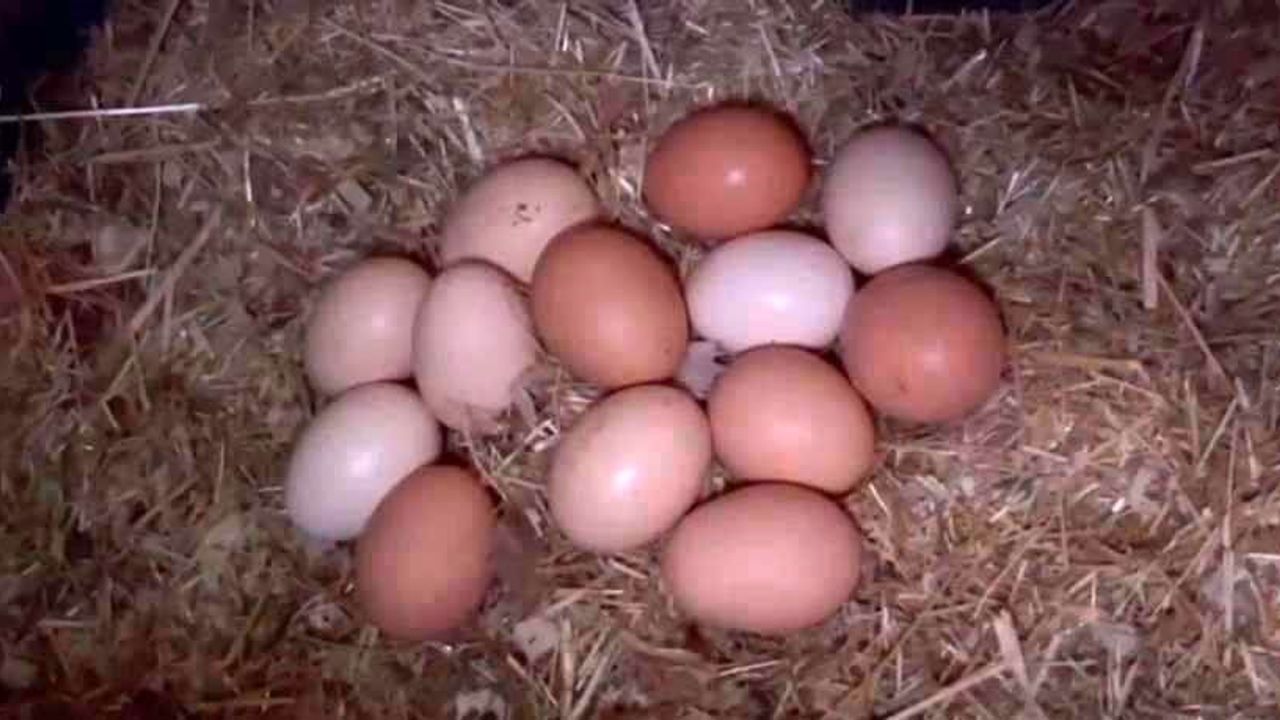 Bulanık’ta müzikli kümes: "Yumurta verimi arttı"