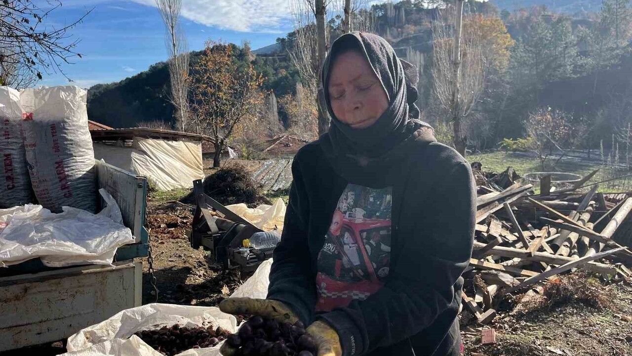 Buldan Alandız kestanesi dikenlerinden arındırılarak sofralara gidiyor