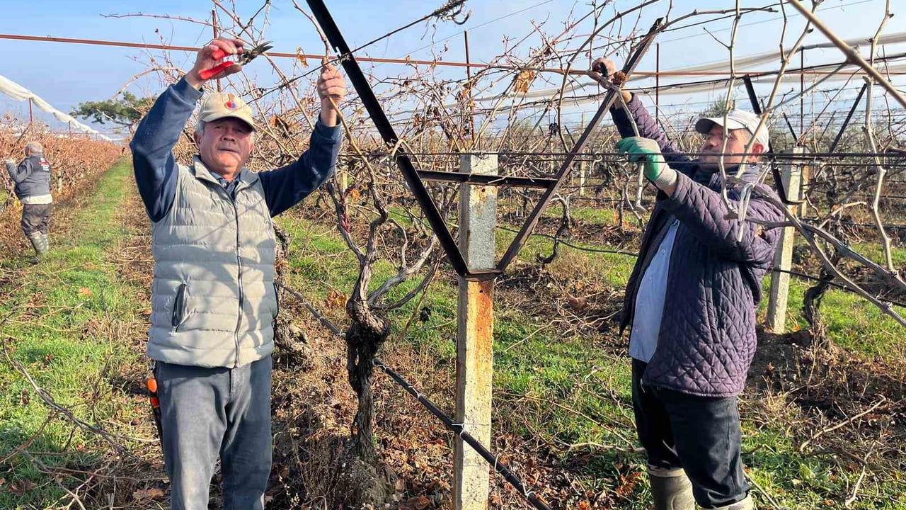 Buldan bağlarında yeni sezon hazırlığı: Tescilli sofralık üzümlerde budama başladı