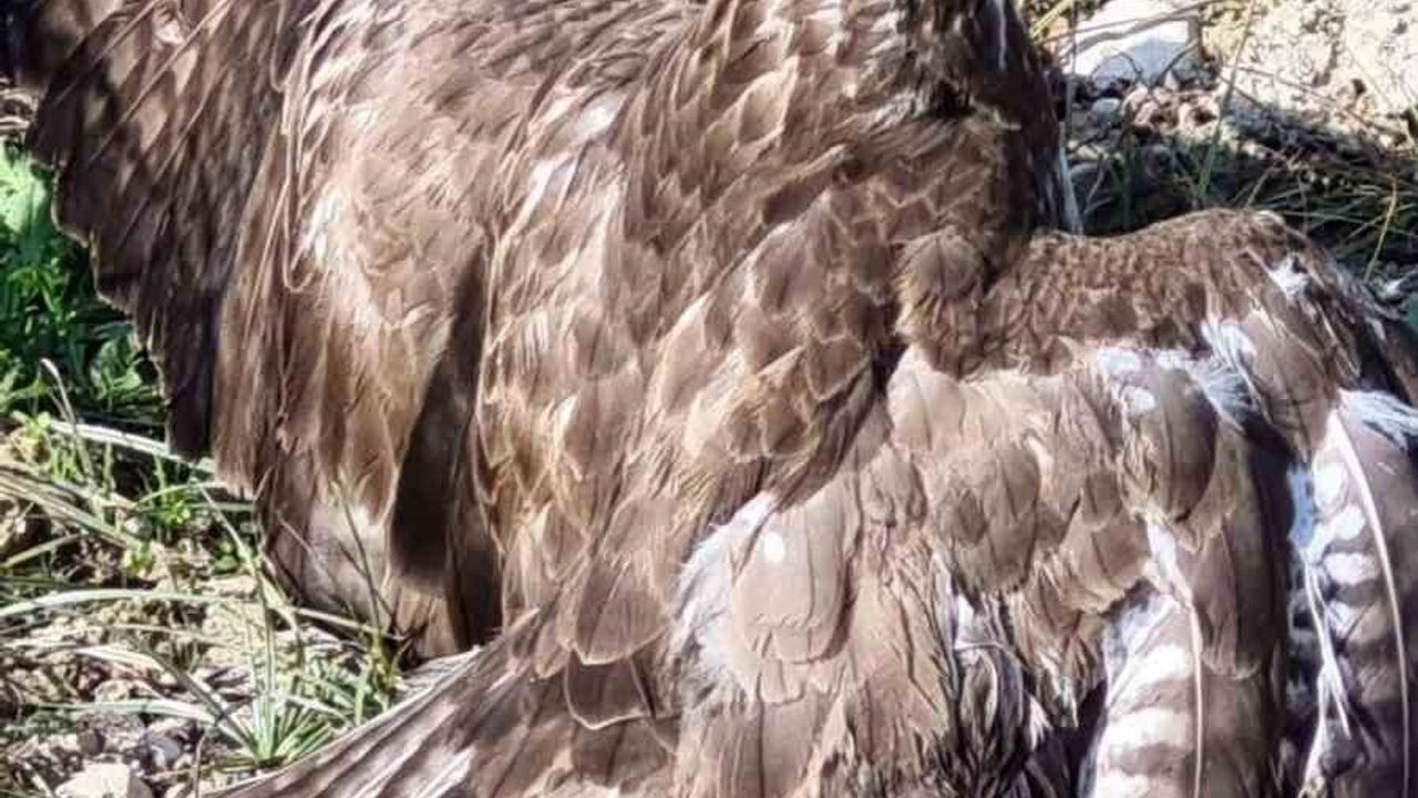 Buldan'da yaralı şahin koruma altına alındı